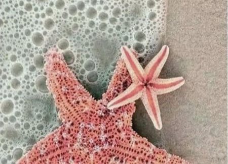 starfish starfish